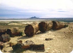 bosque_petrificado_01 bosque_petrificado_01