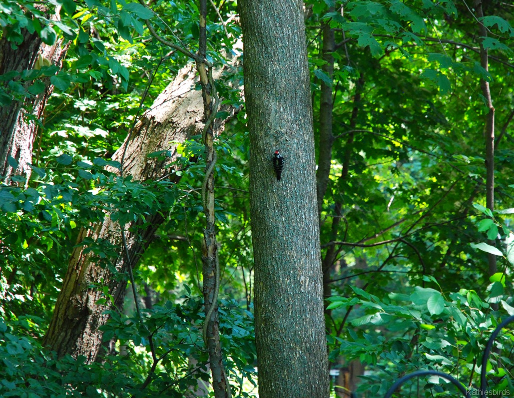 [14.%2520downy%2520Woodpecker-kab%255B5%255D.jpg]