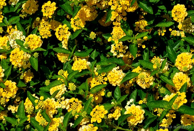 Glória Ishizaka - Flor amarela 38