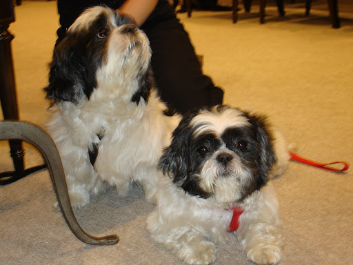 Princess and Kiki were rescued from a neglectful home and provide an example of a bonded pair that needs a home together. These 2 Shih Tzus are at strayfromtheheart.org. Such sweeties!