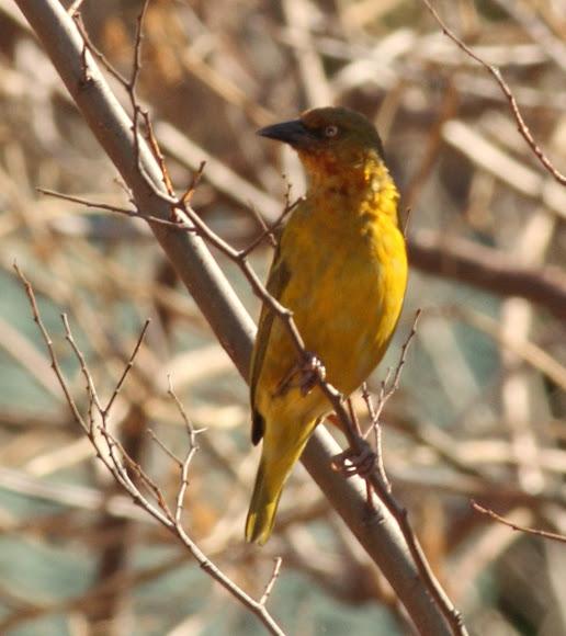 Spotting Image 1