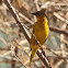 Cape Weaver