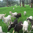 Chef-led journey through the Mornington Peninsla twenty one IMG_1659.jpg