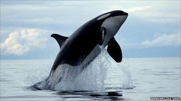 Orca (Orcinus orca) breaching. Brendan Cole / NPL