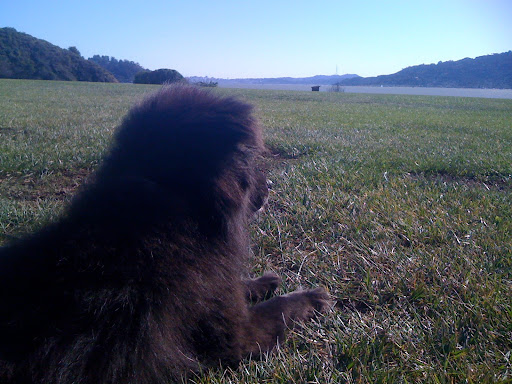 They are resilient, present, and naturally athletic. Enjoying life is part of their DNA! Let's take a look at how companion animals can help with the top 5 New Year's resolutions...