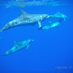  Snorkel Buck Island Reef 
