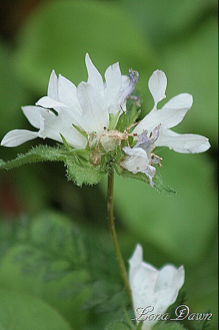 [Campanula_AlbaClustered%255B8%255D.jpg]