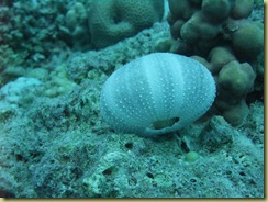 Ras Disha Sea Urchin Shell