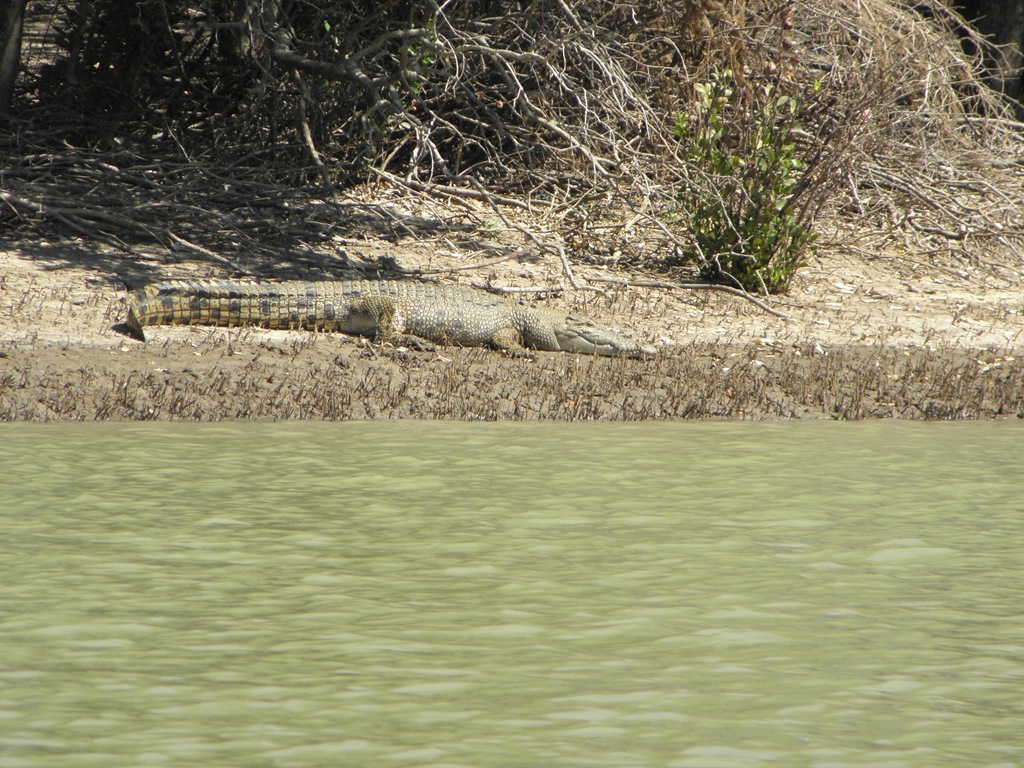 [Crocodile%255B5%255D.jpg]