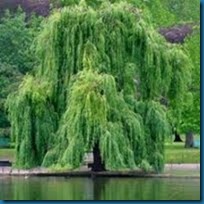 Salix willow