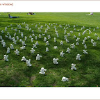 centralpark.3.jpg