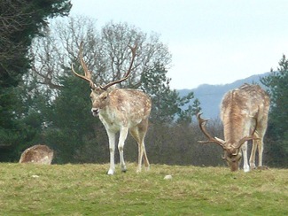 Attingham park