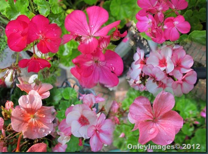 geraniums collage1 geraniums collage1
