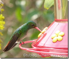 comedero para colibrí