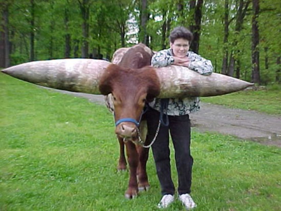animal_has_the_largest_horns_03