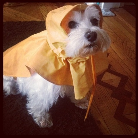 [hurricane-sandy-dogs-7%255B2%255D.jpg]