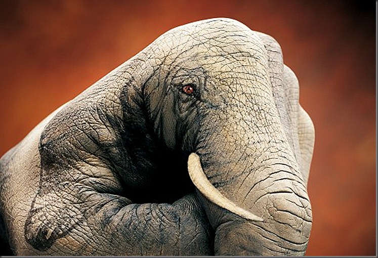 Elephant-on-brown1-499x340