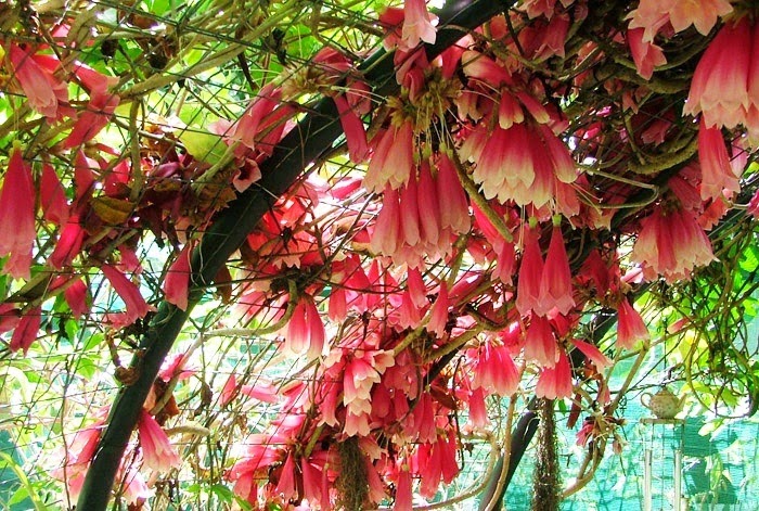 [New-Guinea-Trumpet-Vine3.jpg]