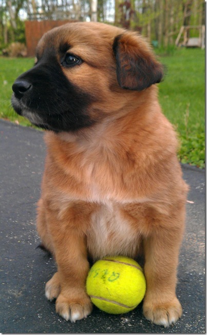 puppy profile