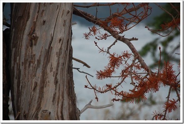 Branches