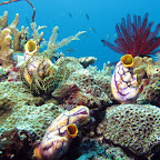 Reef (Bangka Island)