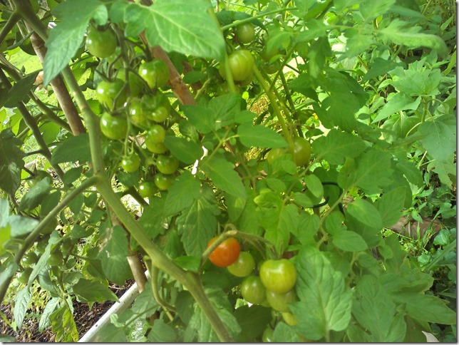 grape tomatoes 2013