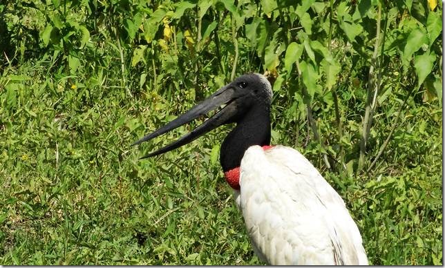 Pantanal_DSC08491