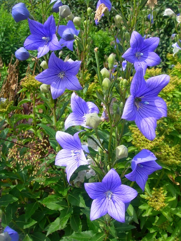 [Platycodon-grandiflorum4.jpg]