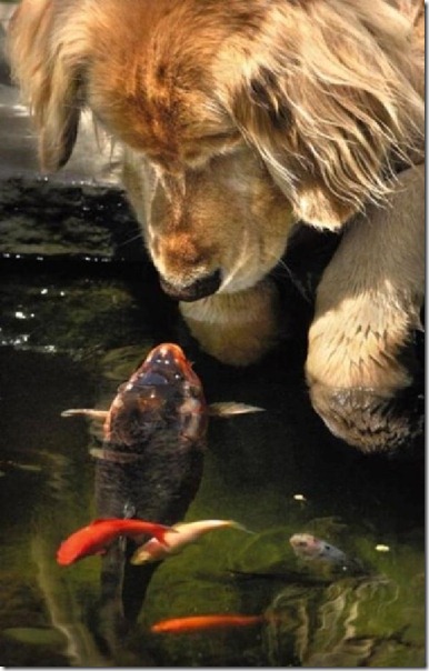 animales (2) animales (2)