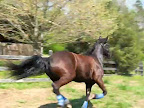 Shay summllerl 2008 001.jpg