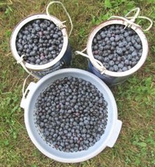 blueberry picking2. 8.6.2013