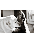 “It was only a sunny smile, and little it cost in the giving, but like morning light it scattered the night and made the day worth living.” ― F. Scott Fitzgerald
(Brisbie and Brandy, Labrador retrievers from Tampa, Florida.) “It was only a sunny smile, and little it cost in the giving, but like morning light it scattered the night and made the day worth living.” ― F. Scott Fitzgerald
(Brisbie and Brandy, Labrador retrievers from Tampa, Florida.)
