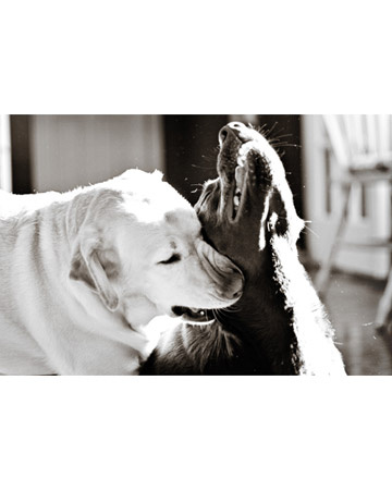 “It was only a sunny smile, and little it cost in the giving, but like morning light it scattered the night and made the day worth living.” ― F. Scott Fitzgerald
(Brisbie and Brandy, Labrador retrievers from Tampa, Florida.) “It was only a sunny smile, and little it cost in the giving, but like morning light it scattered the night and made the day worth living.” ― F. Scott Fitzgerald
(Brisbie and Brandy, Labrador retrievers from Tampa, Florida.)
