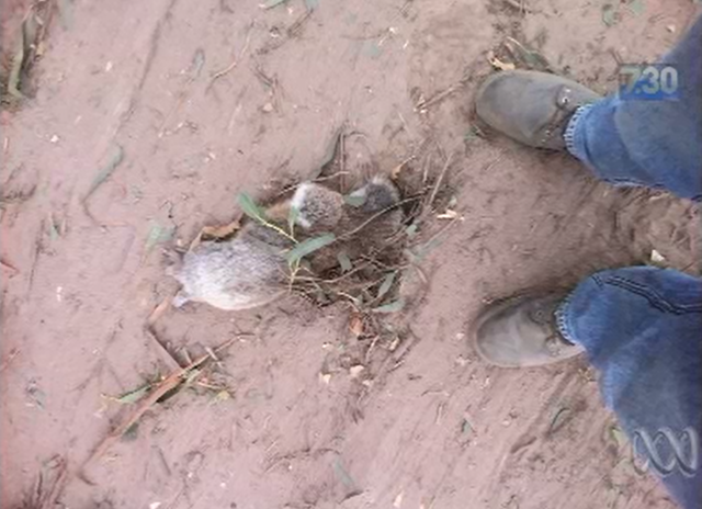 The body of a koala killed by logging operations lays in front of a logger's feet. Timber workers say finding dead koalas is 'a daily thing', in a TV report claiming Victorian logging is wiping the animal out. Photo: Australian Broadcasting Corporation
