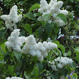 Syringa vulgaris - Lilas commun