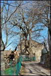 Albero Albero