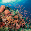 Anilao Reef