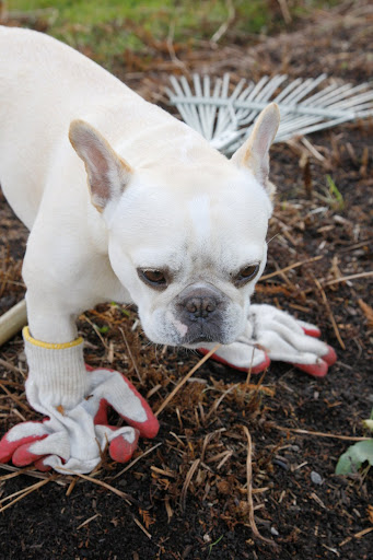 I'll have a better grip if I wear these rubberized garden gloves.