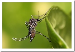 Aedes aegypti. Foto: wikipedia.