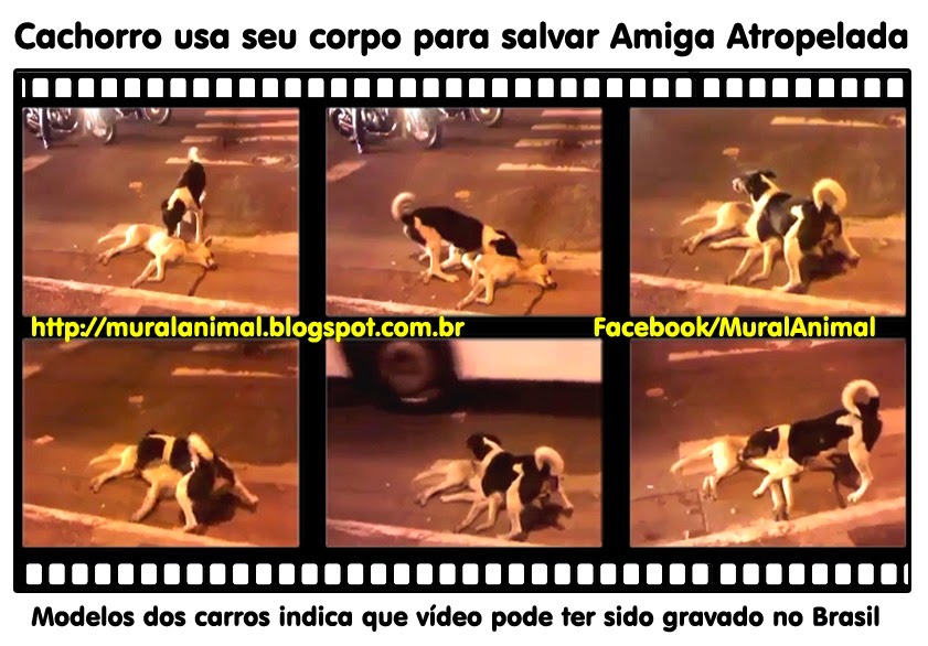 [cachorro-usa-corpo%255B3%255D.jpg]