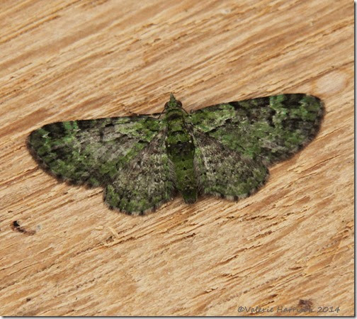 Green-Pug Green-Pug