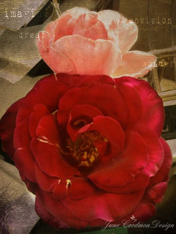 [Roses_Susan%255B11%255D.jpg]