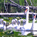 Mute Swan (pair with 6 cygnets)