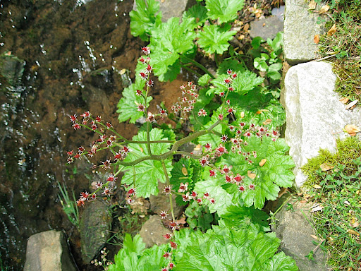 The flowers of Darmera peltata - this plant is mostly grown for foliage but these tiny coral-colored flowers are awfully charming.