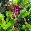 Red Ginger