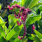 Red Ginger
