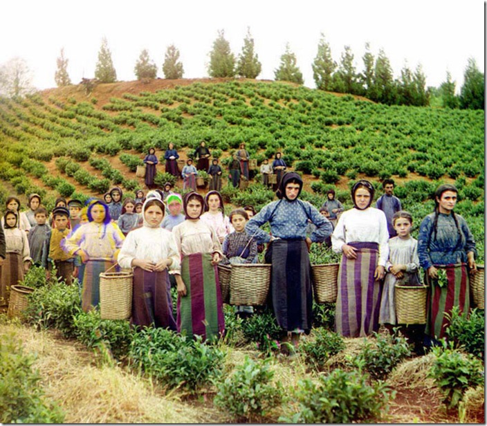 A-Group-of-Workers-Harvesting-Tea-ca.-1907-1915