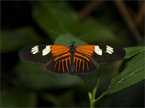 Heliconius melpomene by John Powell EFIAP DPAGB BPE4