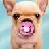 cachorros-graciosos.jpg