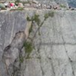 View album
